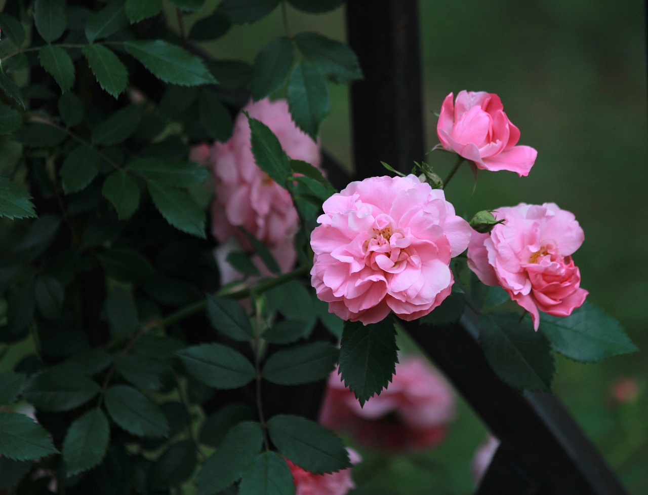 盛开的蔷薇花高清图片下载-正版图片500389560-摄图网