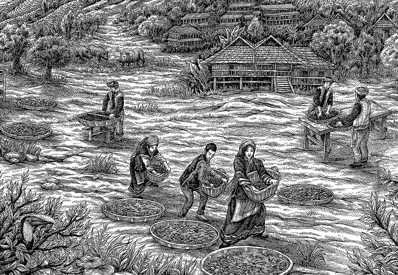 《七彩云南茶》手绘作品（图ZMjY2MzcwNzQ4） - 商业插画 - 站酷设计师傅淳强画者之旅原创素材 - 站酷ZCOOL