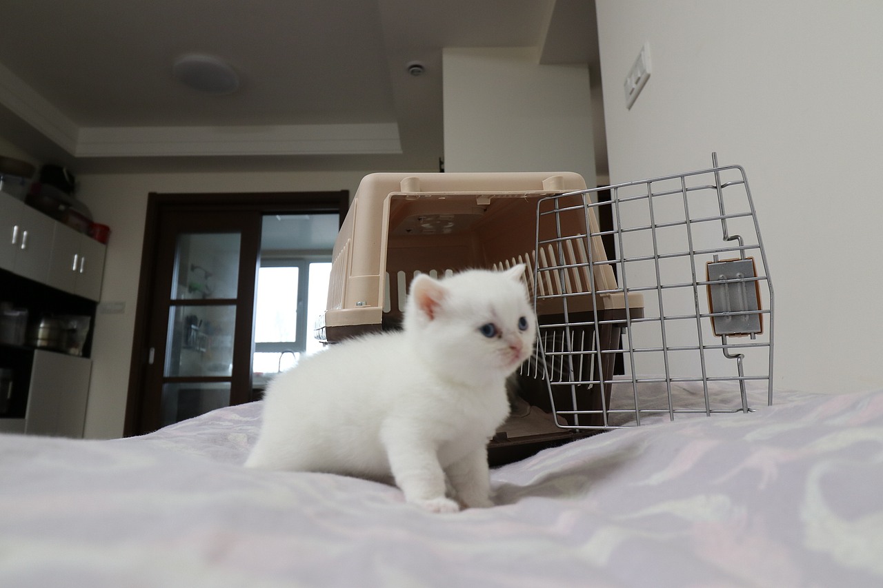 猫 161-英短-纯白-母-五粉-头无灰色毛-23-405g（图ZMjA4NjA3MTQ0） - 宠物摄影 - 站酷设计师沐米猫舍原创素材 - 站酷ZCOOL