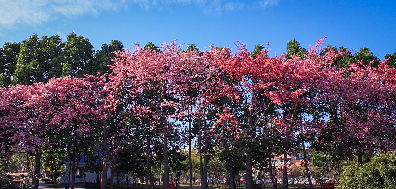 广州大学华软软件学院丝木棉盛开