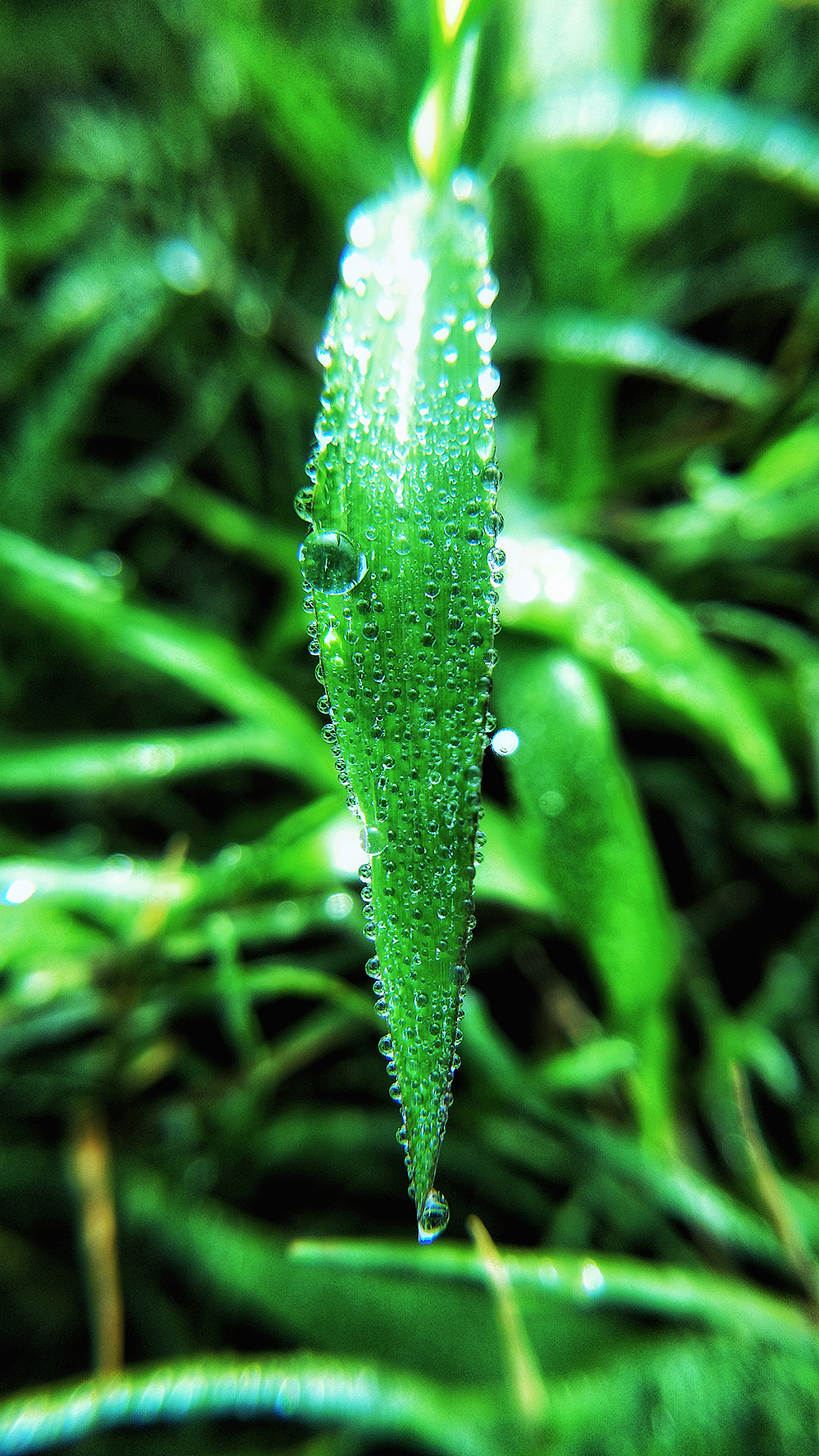 微距系列5——露水珠儿