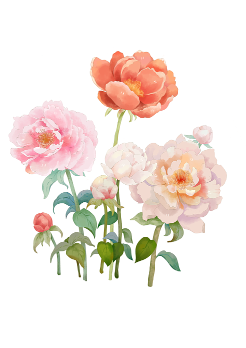 属于5月份的花--芍药