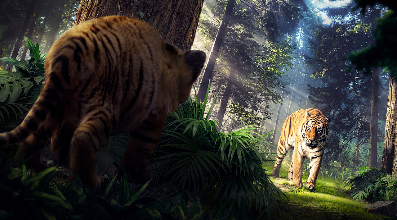 合成练习4两只老虎