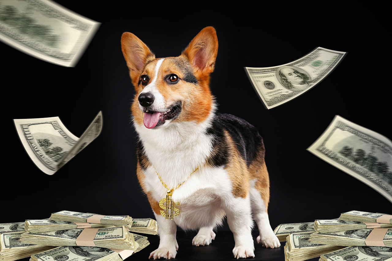 柯基合集——宠爱拾光宠物摄影（图ZMjU4OTk0NzQw） - 宠物摄影 - 站酷设计师petlight原创素材 - 站酷ZCOOL