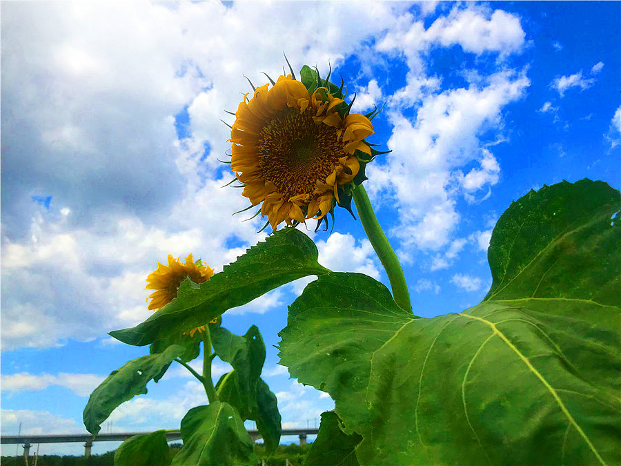 刘勇良手机纪实摄影:致敬梵高