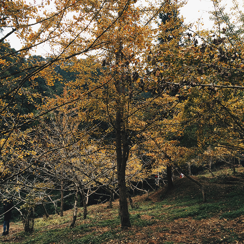 冷秋，银杏叶像蝴蝶一样..（图ZMjU0NzU4NDA=） - 风光摄影 - 站酷设计师KIKI7_原创素材 - 站酷ZCOOL