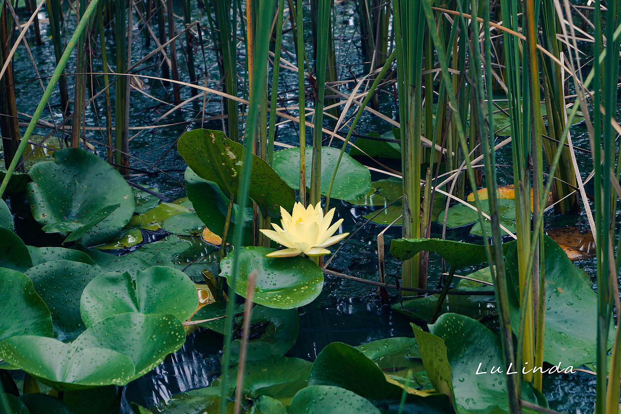 水莲花（图ZMjI5Nzk3MDQ4） - 风光摄影 - 站酷设计师脖几LuLinda原创素材 - 站酷ZCOOL