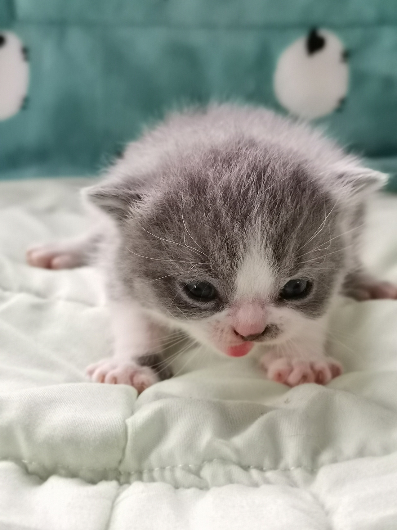 沐米猫舍 英短猫 编号113:英短蓝白色五粉 猫咪