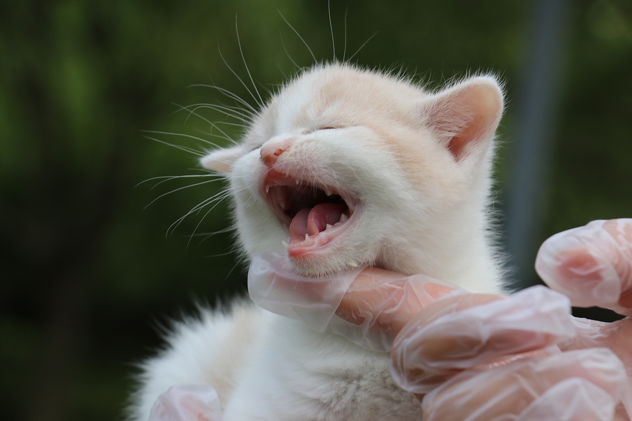 双血统英短\0508英短乳白梵公-熊二-27day450g