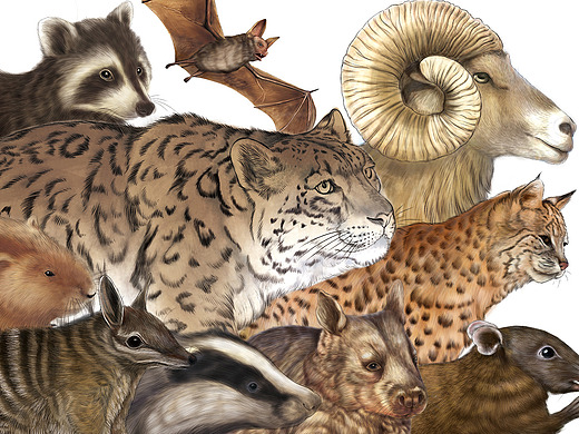 科普插画 长隆动物世界大合集