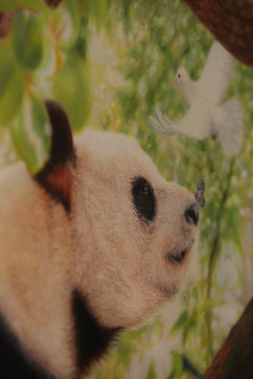 大熊猫和它的小伙伴们