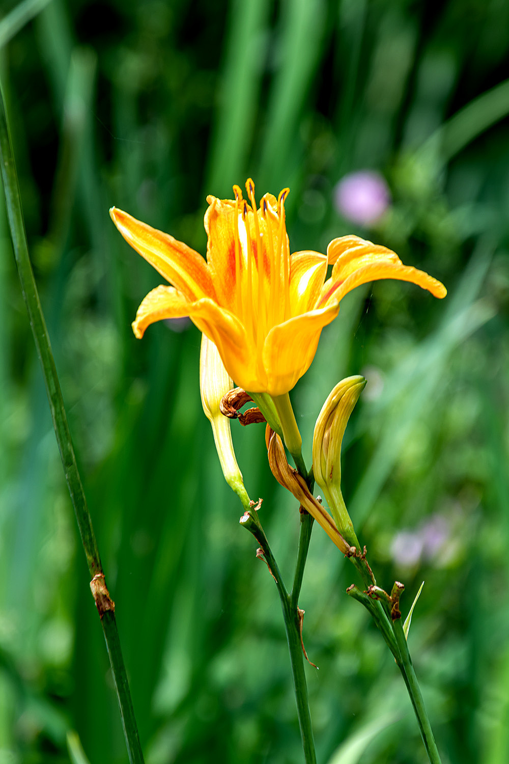 【花卉】萱草|摄影|风光摄影|渔舟晚风_原创作品-站酷zcool