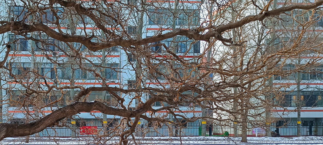 冰雪 树枝（图ZMjg2MzYwODI4） - 风光摄影 - 站酷设计师设计师一大秦原创素材 - 站酷ZCOOL