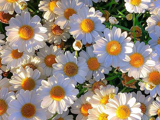 美丽的花（个人主页-ZNjcxODI5NzY=） - 环境/建筑摄影 - 站酷设计师Z278098892原创素材 - 站酷ZCOOL