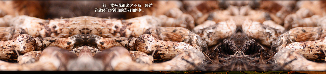 健膳乐食2015版松茸设计