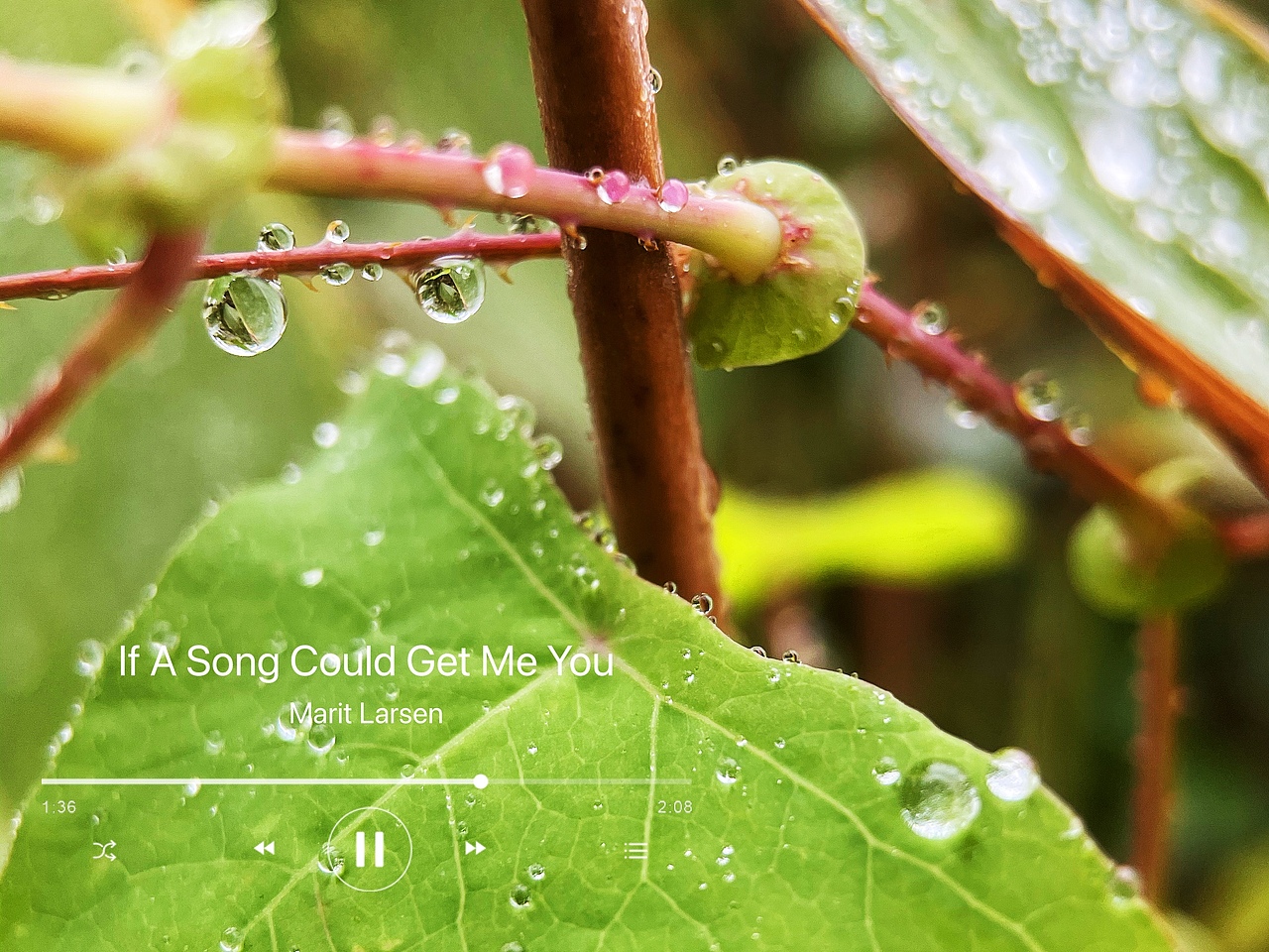 摄影作品4-花草/雨露