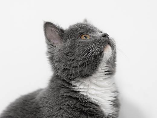 英国短毛猫萌宠拍摄