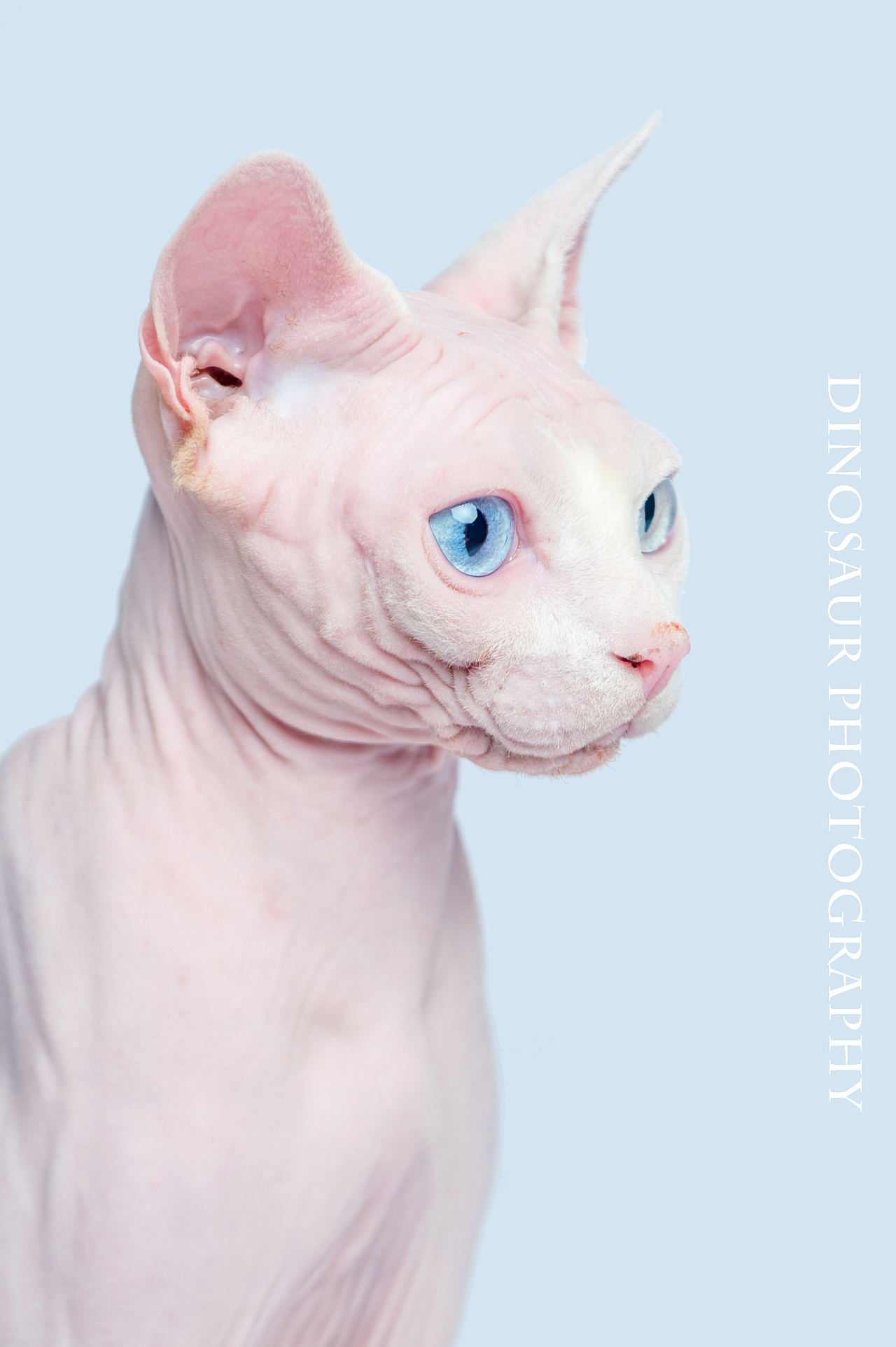 斯芬克斯猫|摄影|宠物摄影|恐龙宠物摄影_原创作品-站酷zcool