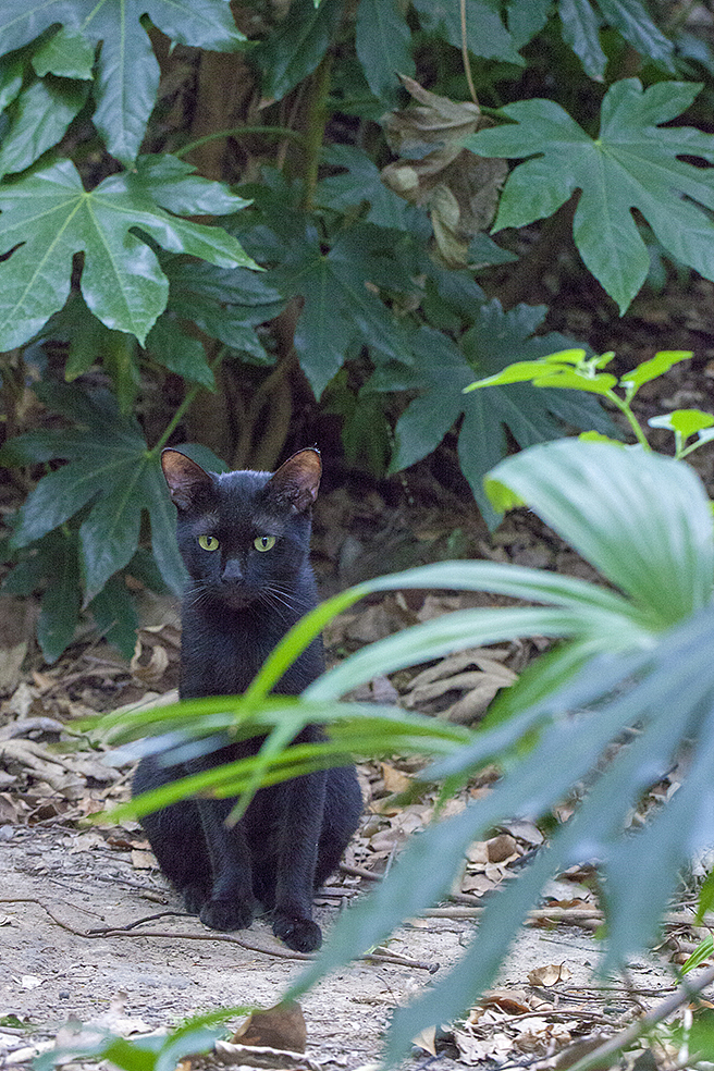 中午的猫 #创作加油站#