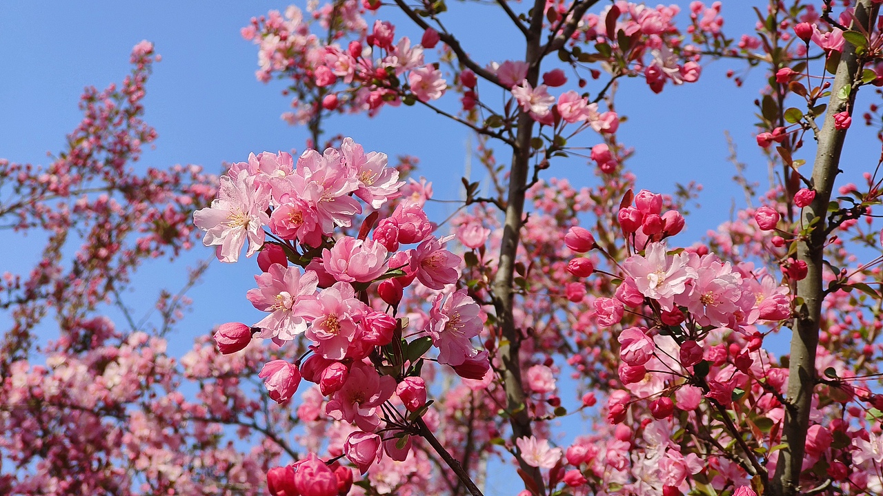 省耕公园--海棠花
