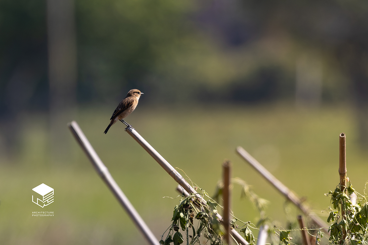 城市自然生态|鸟类(多图)