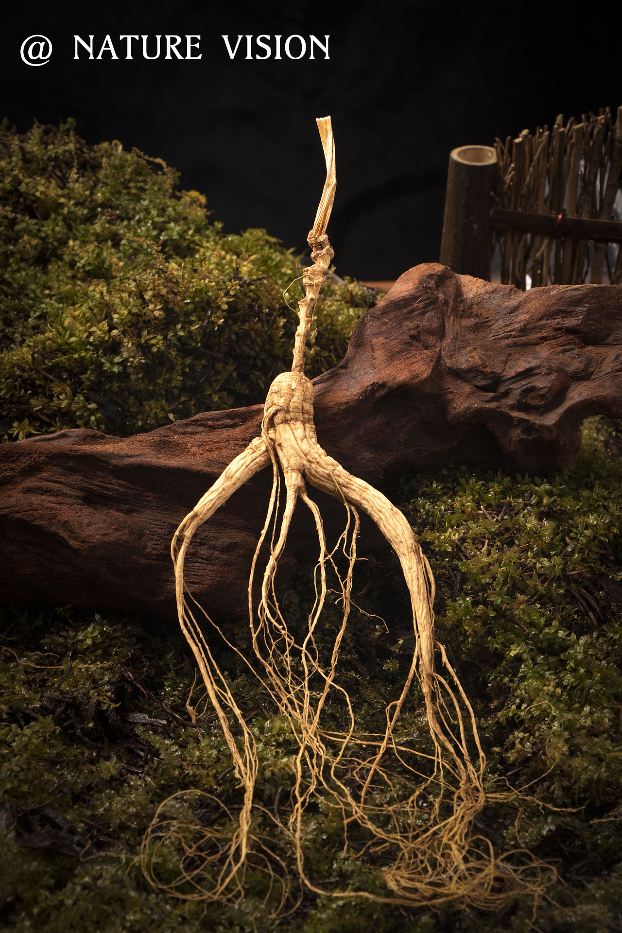 山下參產(chǎn)品拍攝｜精品人參 ??NATURE STUDIO（圖ZMzI3ODc2MDMy） - 美食攝影 - 站酷設(shè)計(jì)師自然攝影視覺(jué)原創(chuàng)素材 - 站酷ZCOOL