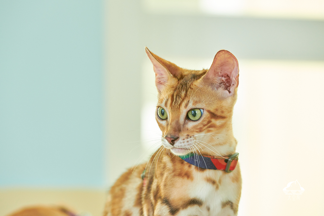 太空狗宠物摄影 孟加拉豹猫 田园猫