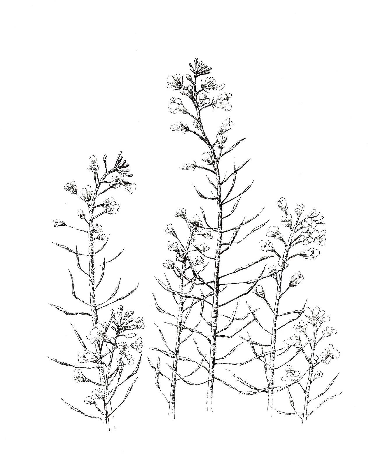 黑白手绘植物——花儿