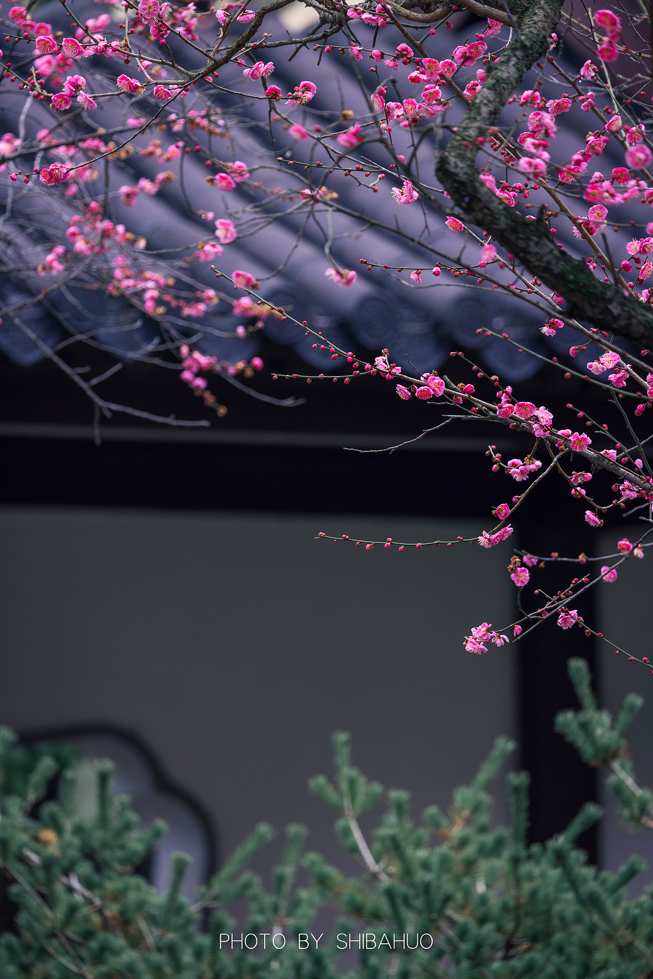 花开梅岗（图ZMzMwNDYzMjQ4） - 风光摄影 - 站酷设计师十把火原创素材 - 站酷ZCOOL