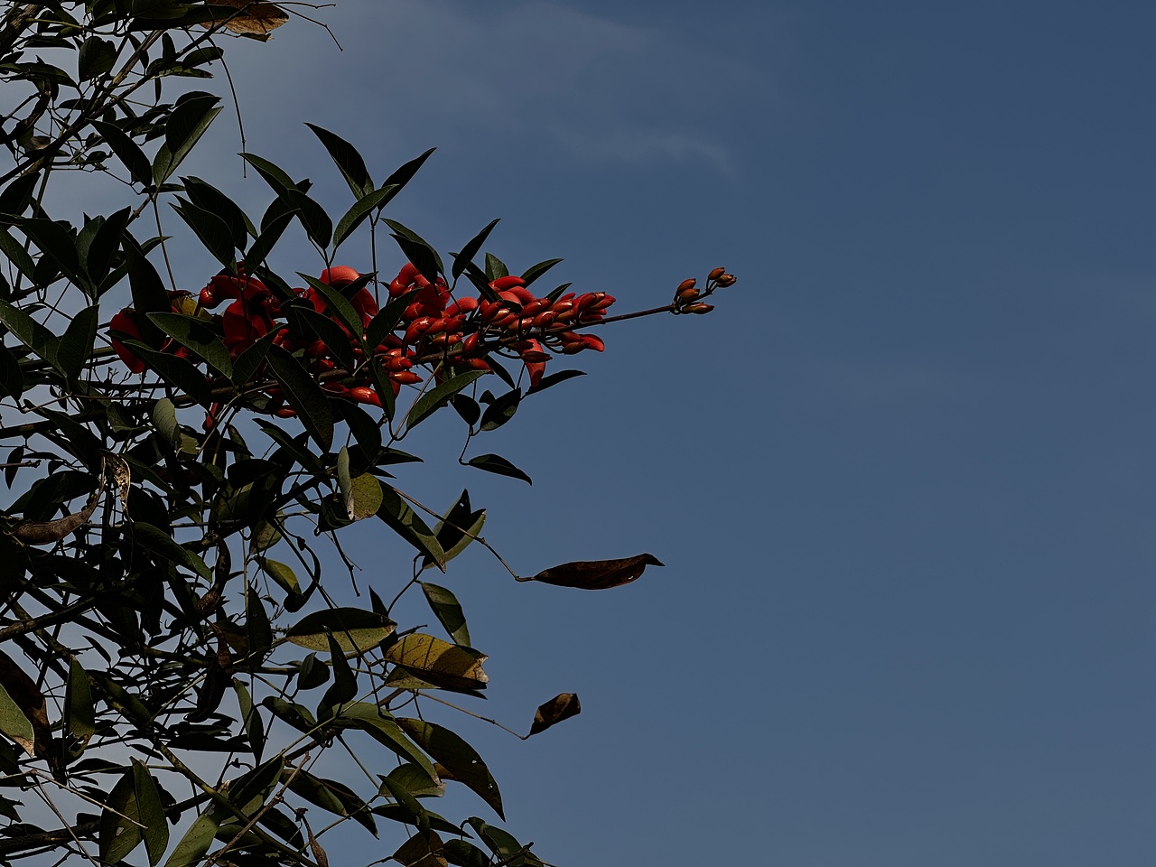 碧空红花（图ZMzYwNTMxODY0） - 风光摄影 - 站酷设计师漫步光旅原创素材 - 站酷ZCOOL