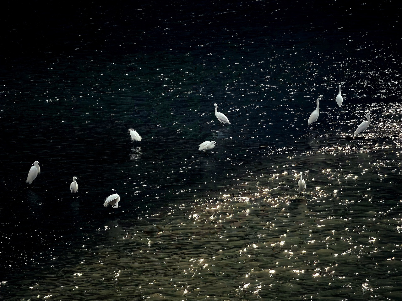 #WOW 春江水暖，鹭先知