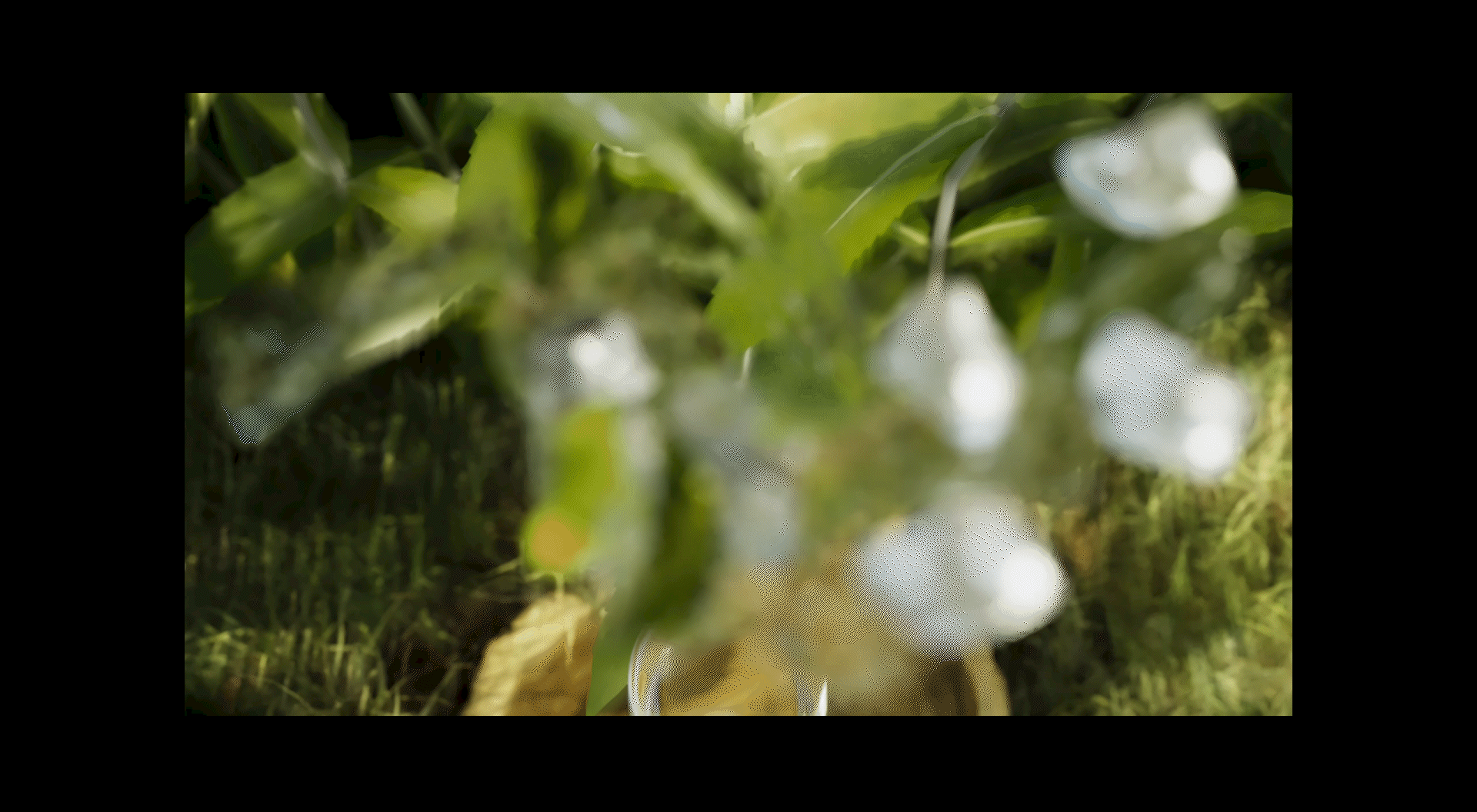 短片丨薄荷柠檬气泡水-三维饮料广告动画（图ZMzQyNTAxOTU2） - 动画/影视 - 站酷设计师卡夫卡穿越风暴原创素材 - 站酷ZCOOL