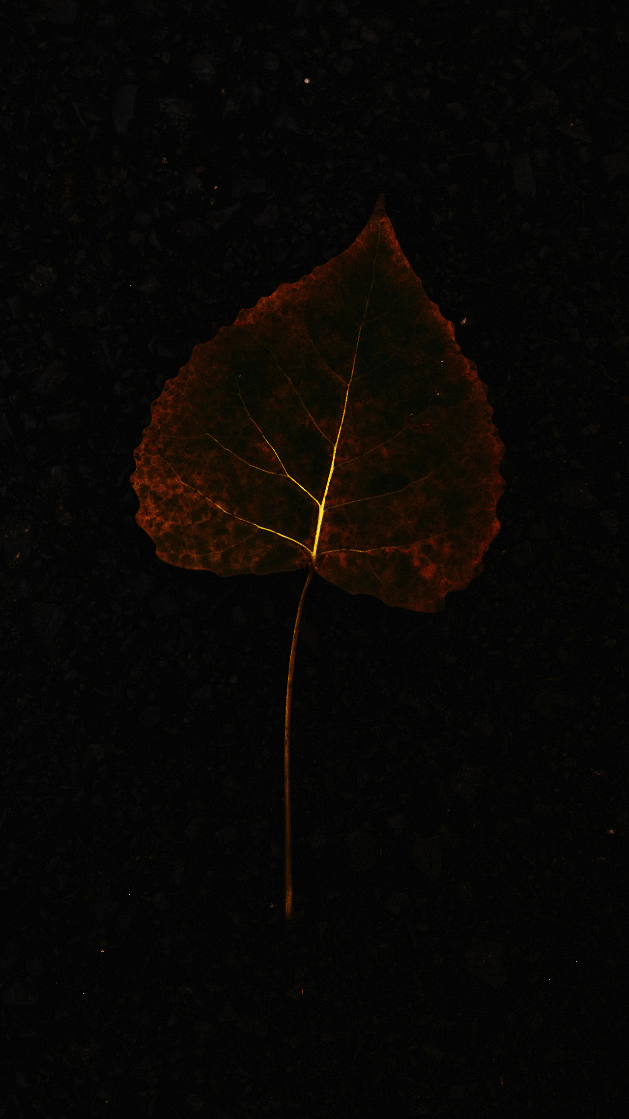 碎片3(手机摄影)