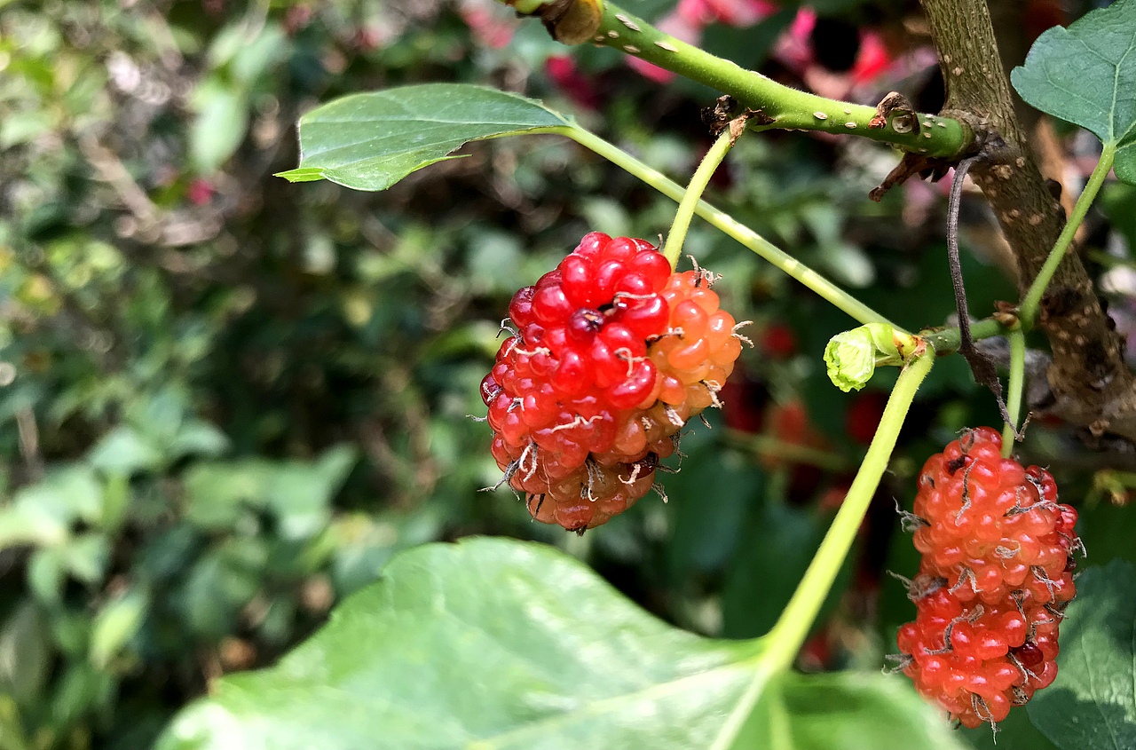 空山无人水流花开