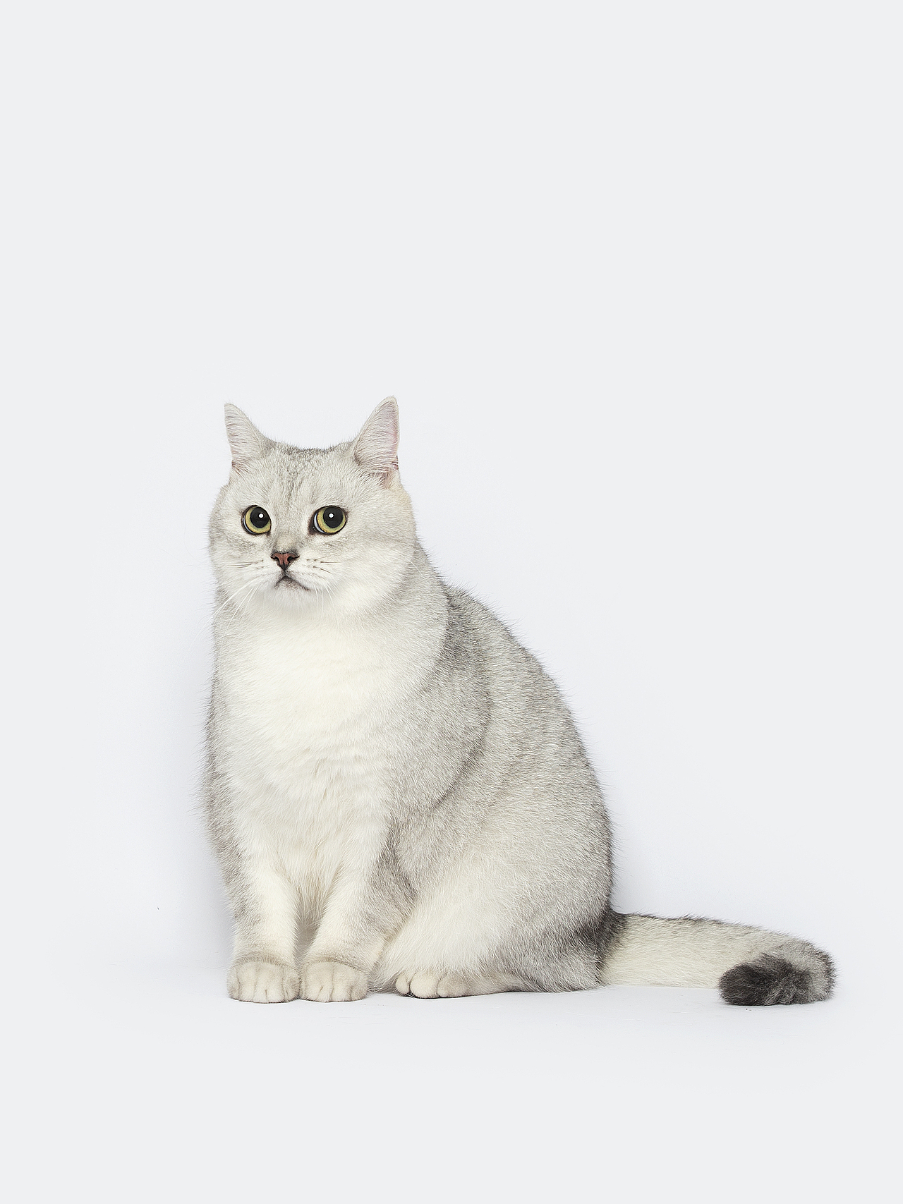 【宠物摄影】一些小猫咪