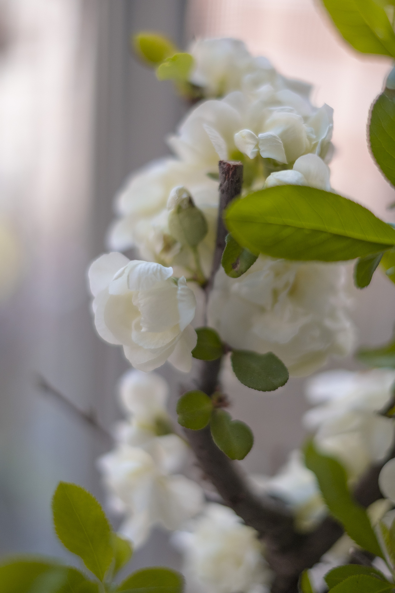 spring is long, spring is short（图ZMzM0Mjg0MDI0） - 风光摄影 - 站酷设计师嗨伯内特原创素材 - 站酷ZCOOL