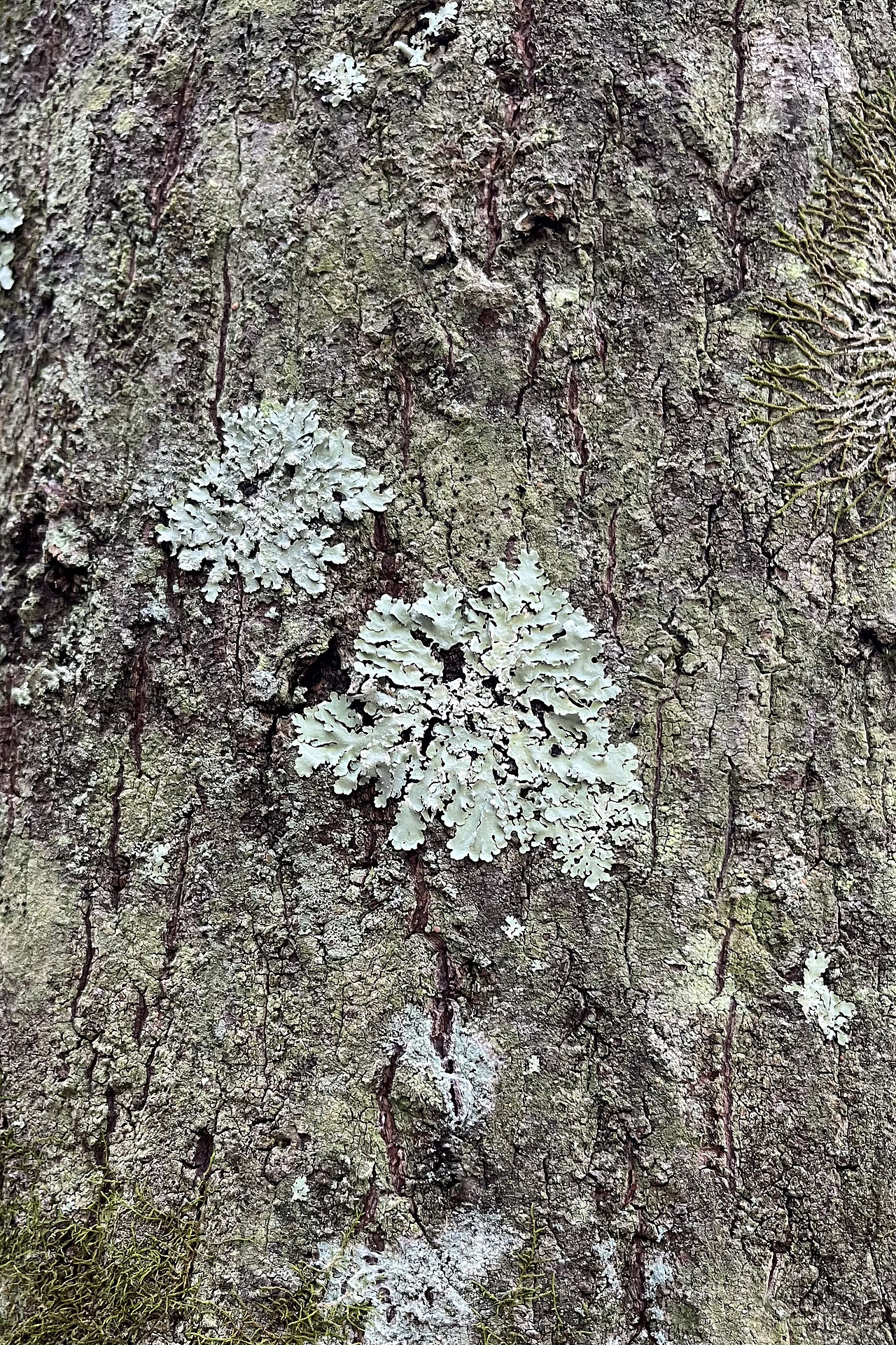 微觀風景（圖ZMzUyNTA4NzQ4） - 風光攝影 - 站酷設(shè)計師ZHU號原創(chuàng)素材 - 站酷ZCOOL