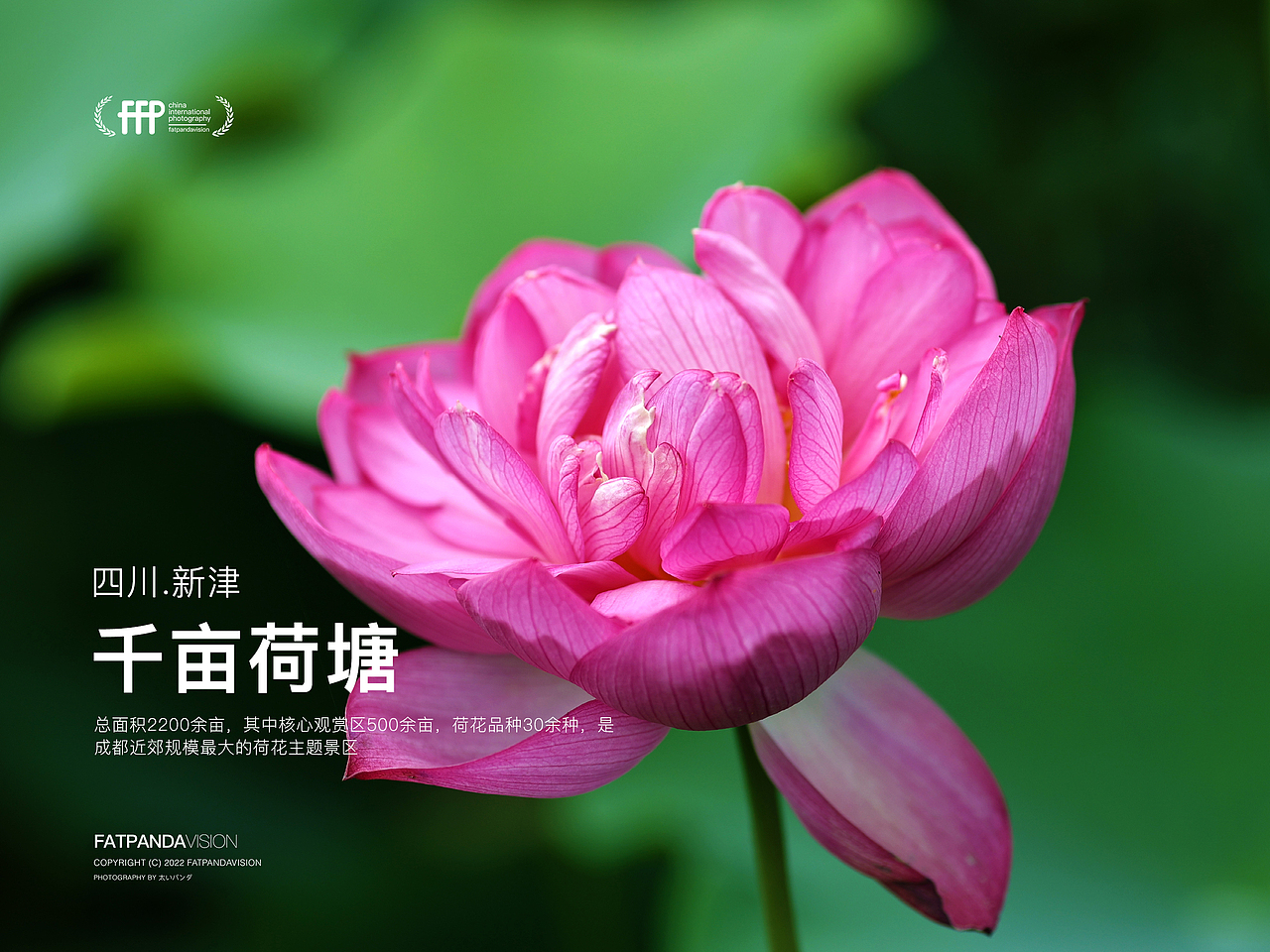 [游玩] 夏日觉醒：新津千亩荷塘（图ZMzI1ODYzMjEy） - 宠物摄影 - 站酷设计师摄影师_罗少原创素材 - 站酷ZCOOL