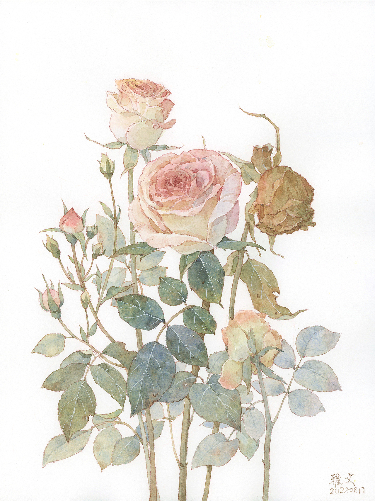 近期一些花卉作品