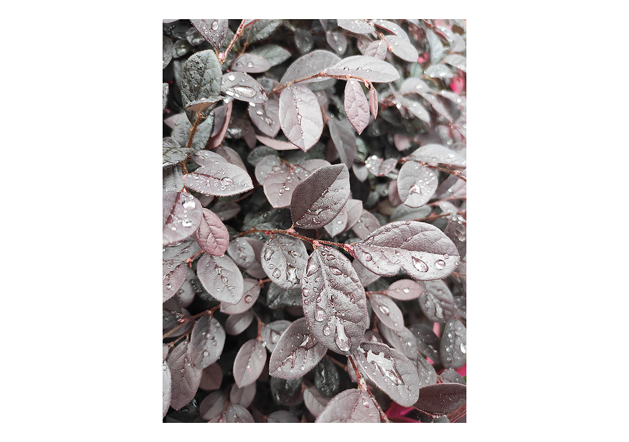 手机摄影 | 雨天的植物随拍