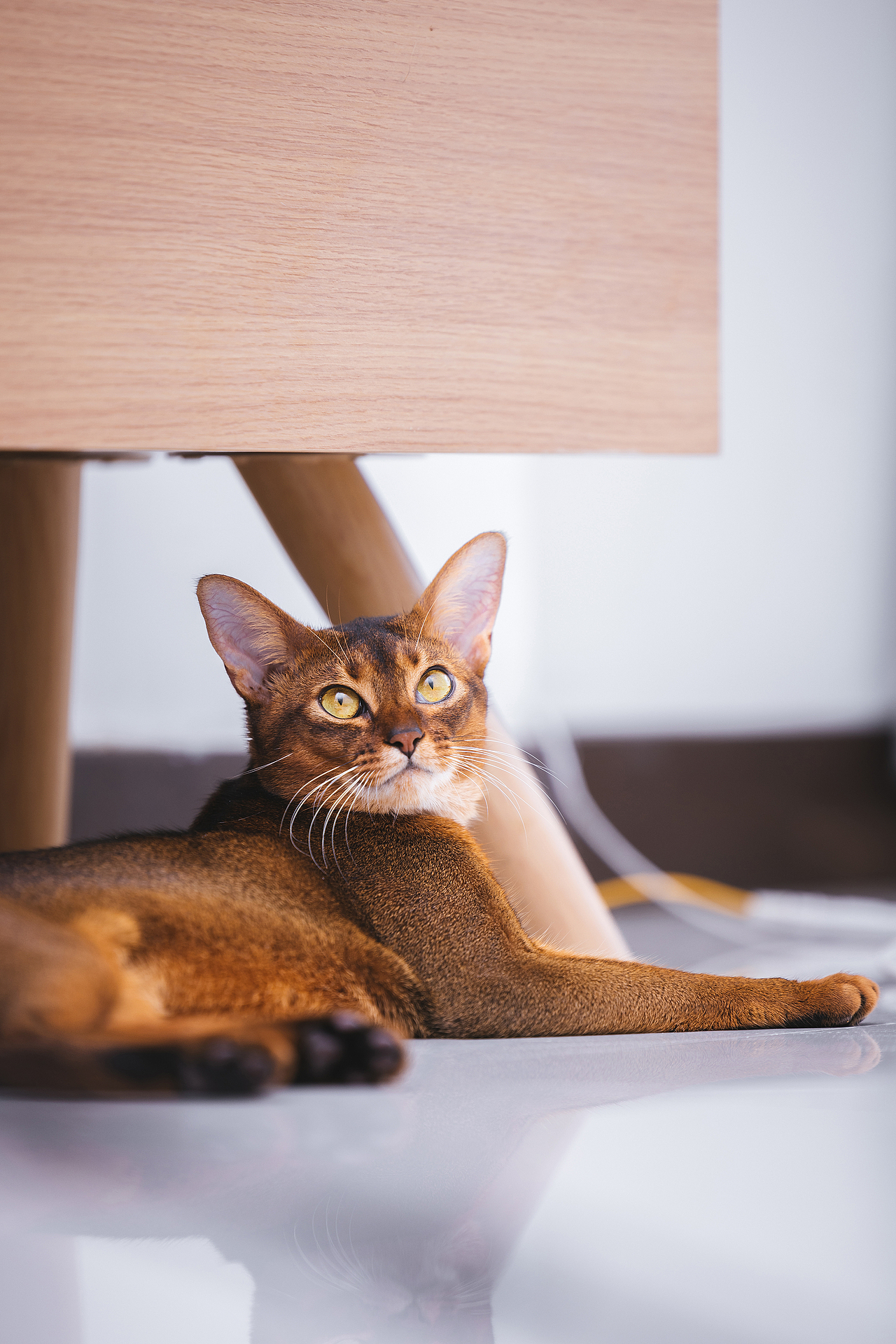 猫的私房 第六季