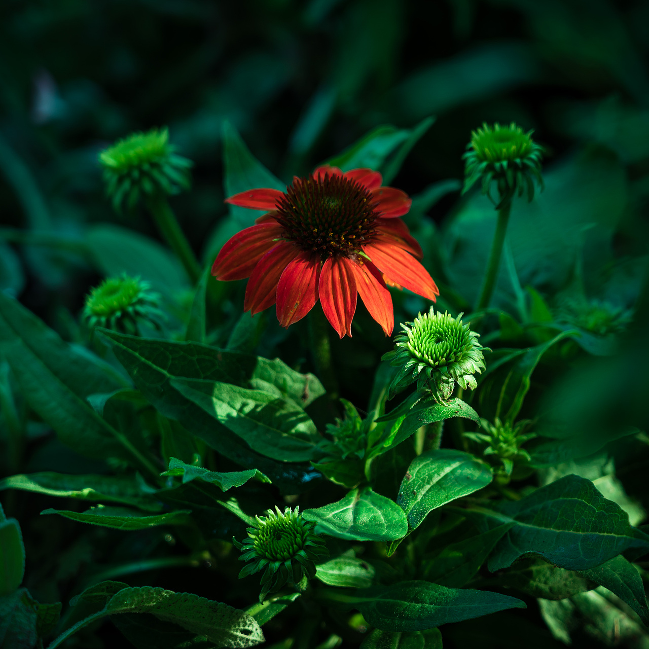 春天的花儿;上海植物园;植物;