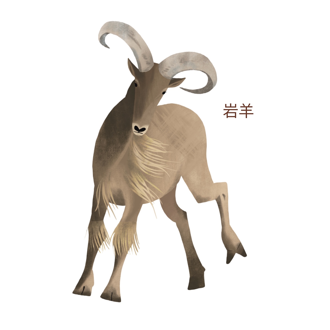 动物/植物 科普类插画