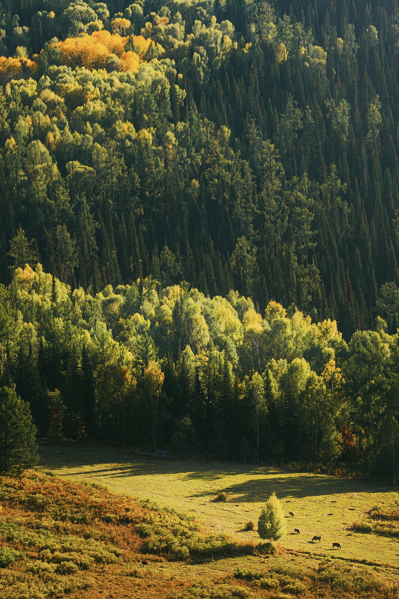 北疆喀纳斯禾木乡之旅（图ZMzE1NTgwNTUy） - 人文/纪实摄影 - 站酷设计师拾光朝圣者原创素材 - 站酷ZCOOL