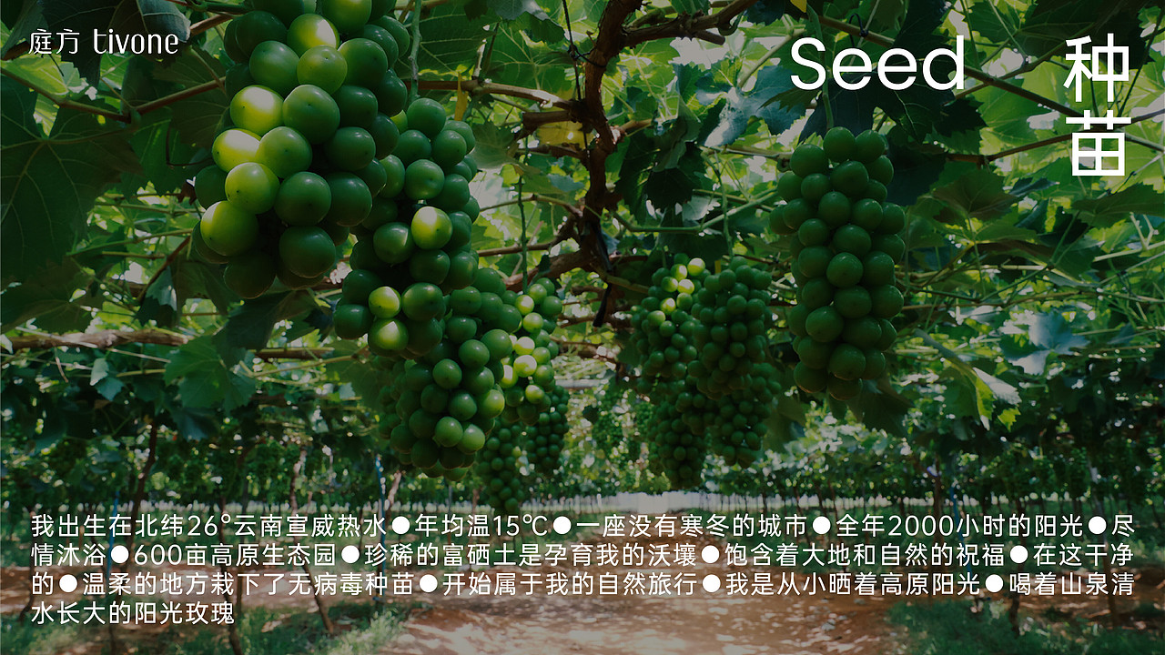 庭方·阳光玫瑰 x 無非®️品牌|用包装提高产品价值感（图ZMzU4NTk5MTYw） - 包装 - 站酷设计师無非Brand原创素材 - 站酷ZCOOL