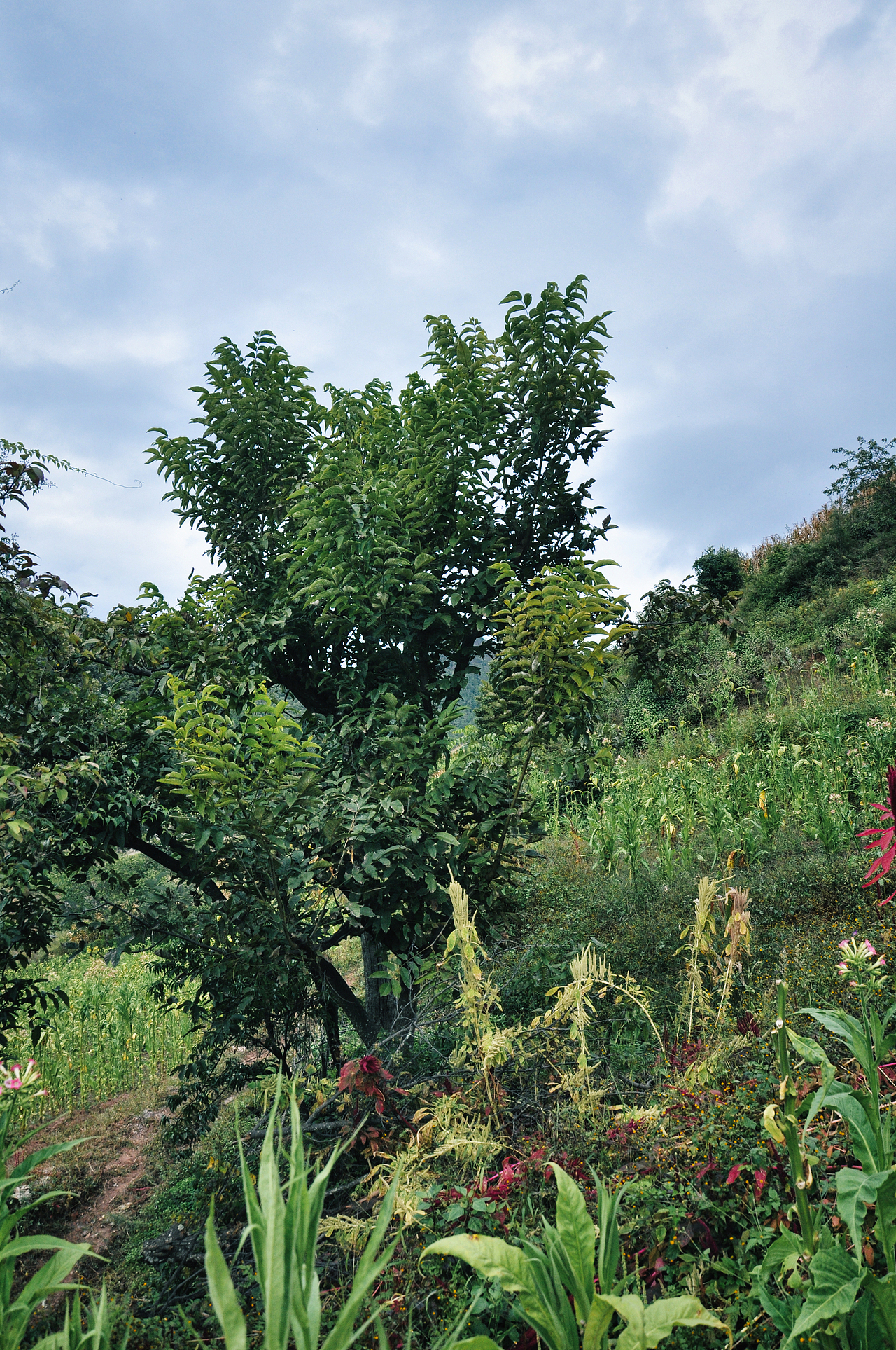 2013年国庆回家村子里（一）（图ZMzU2ODAyODY0） - 人文/纪实摄影 - 站酷设计师焦虑到掉头发原创素材 - 站酷ZCOOL