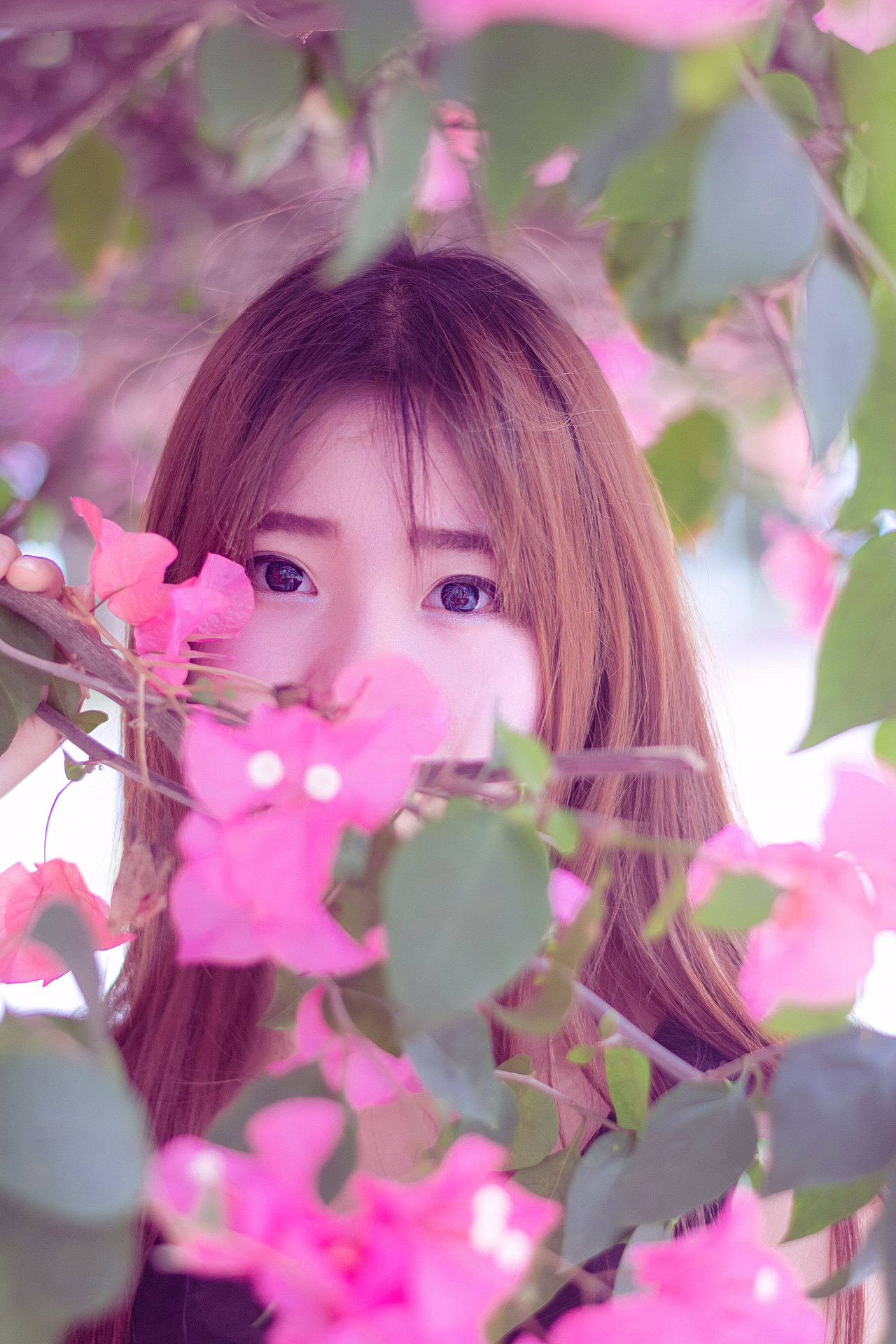 又到了拍花的季节,三角梅人像写真