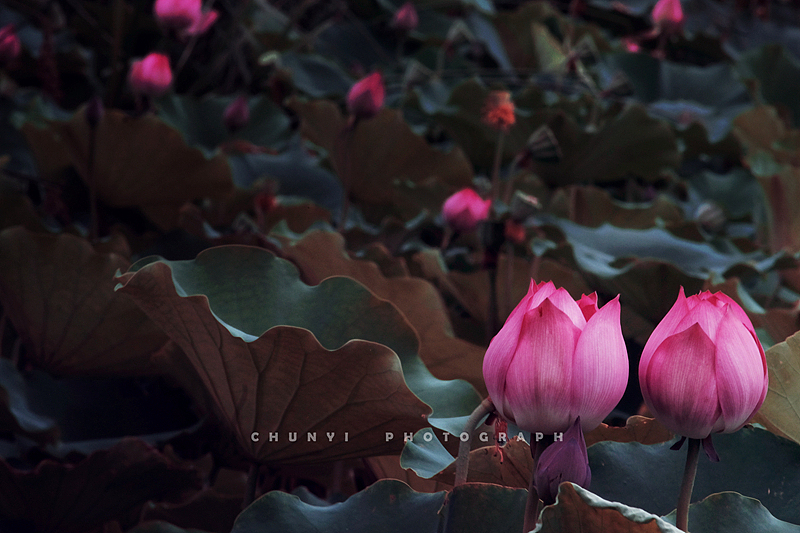 【2023年 / 第15年拍荷 / 荷有四季，常乐我净】（图ZMzYxMzc2MDU2） - 时尚/艺术摄影 - 站酷设计师Chunyi纯一原创素材 - 站酷ZCOOL