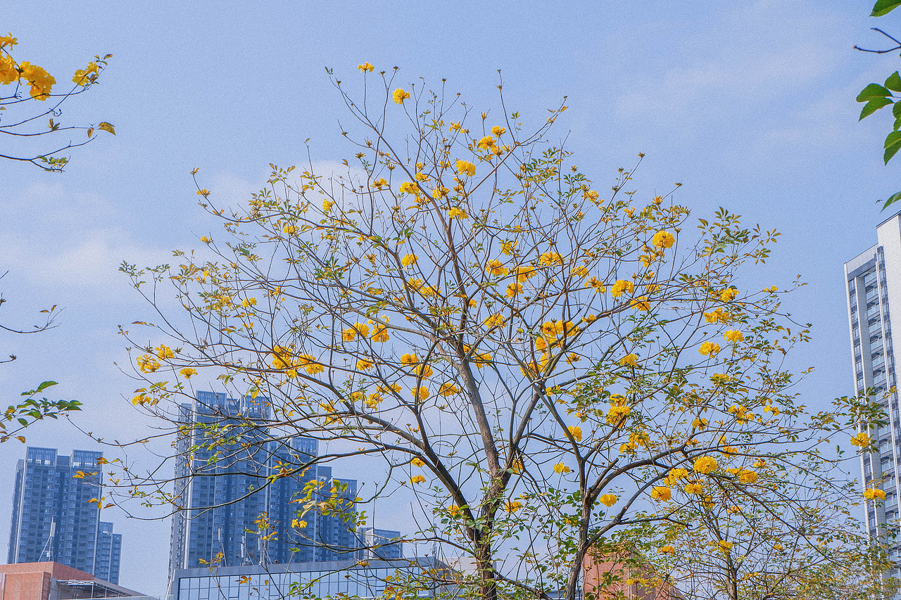 2月光明小镇欢乐田园半日游及外食(白玉串城)