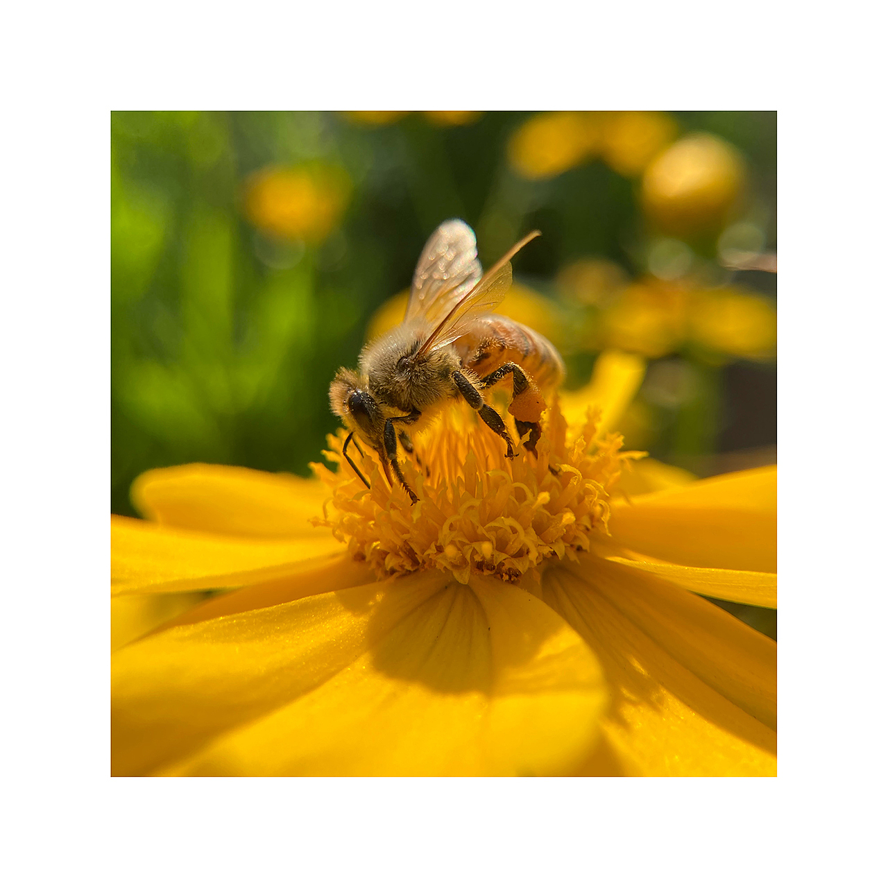 带着劳动成果的蜜蜂